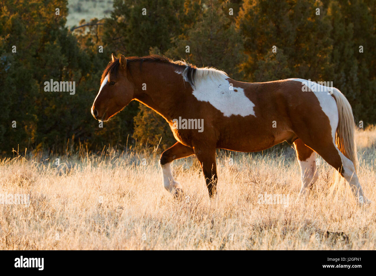 Wild horse steens mountains hi-res stock photography and images - Alamy