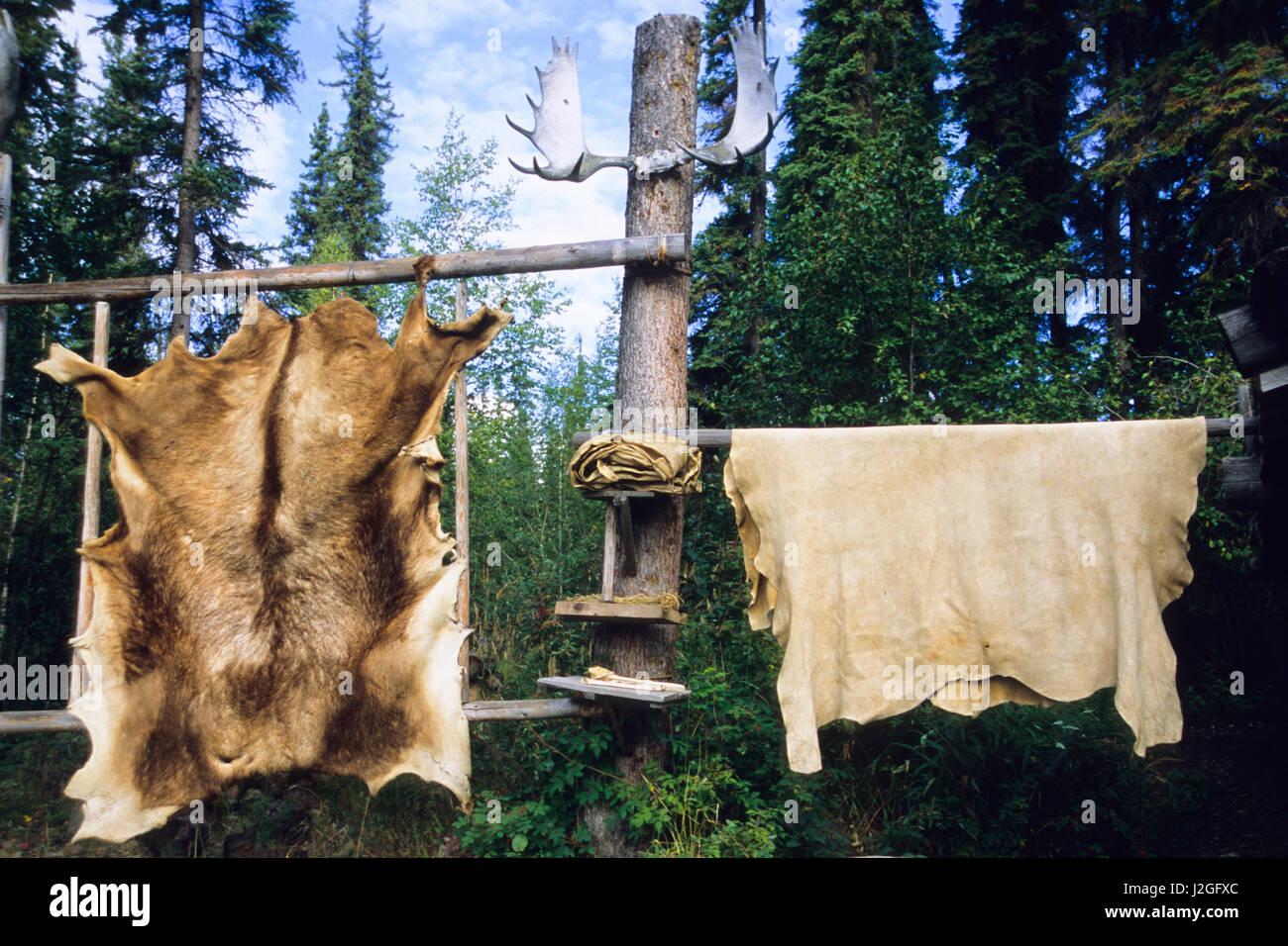 Elk and moose hides stretched and hang over wooden racks for easy scraping and tanning of large animal skins. Alaska (PR) Stock Photo