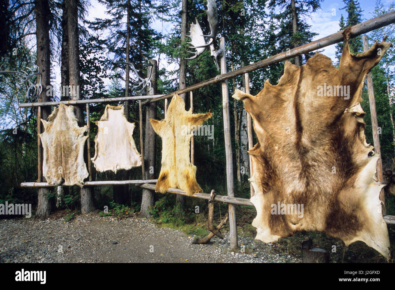 Caribou, deer, bear and elk hides are stretched over wooden racks for easy  scraping and tanning of large animal skins. Alaska (PR Stock Photo - Alamy