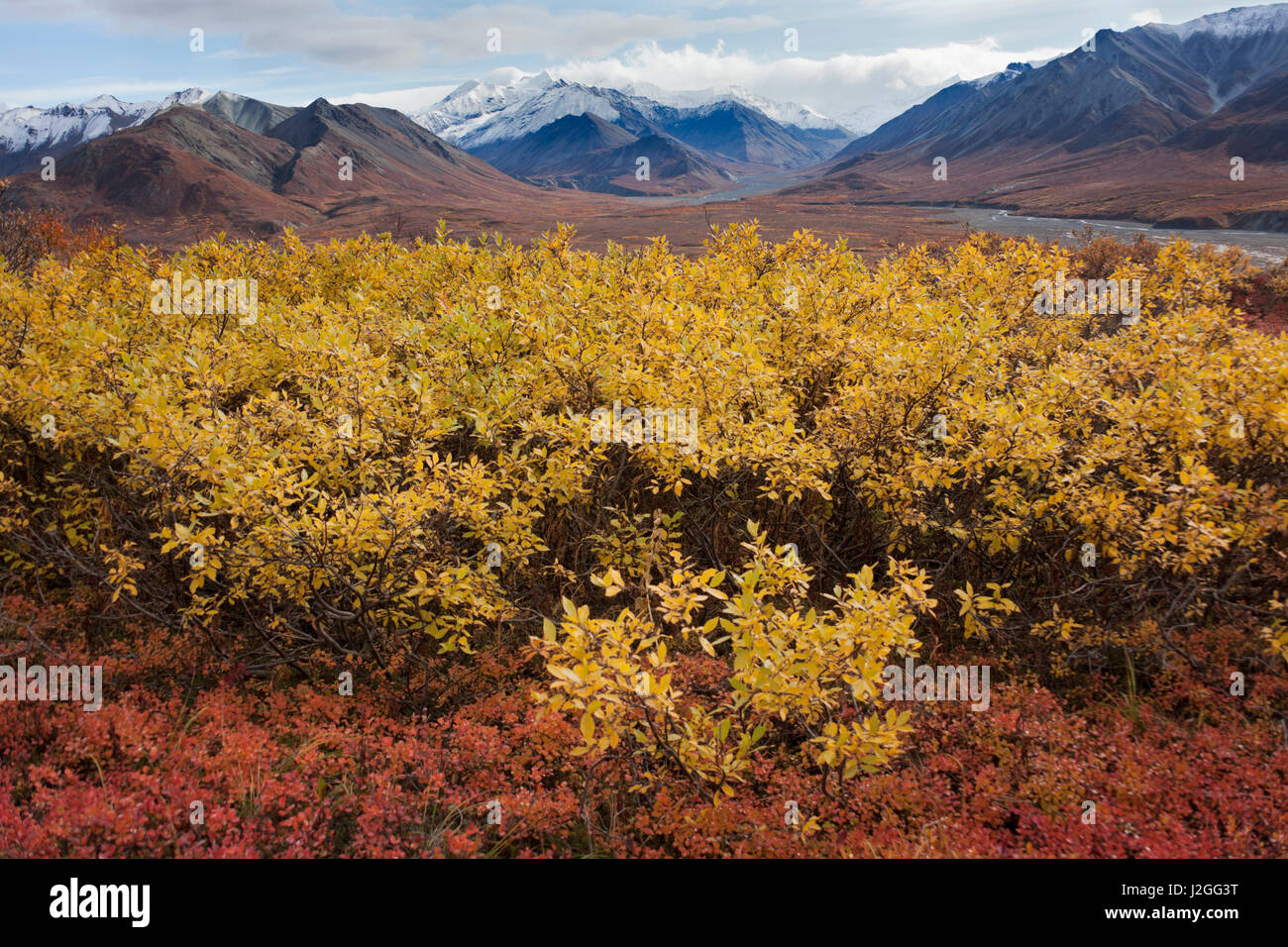 USA, Alaska, Fall Foliage Stock Photo Alamy