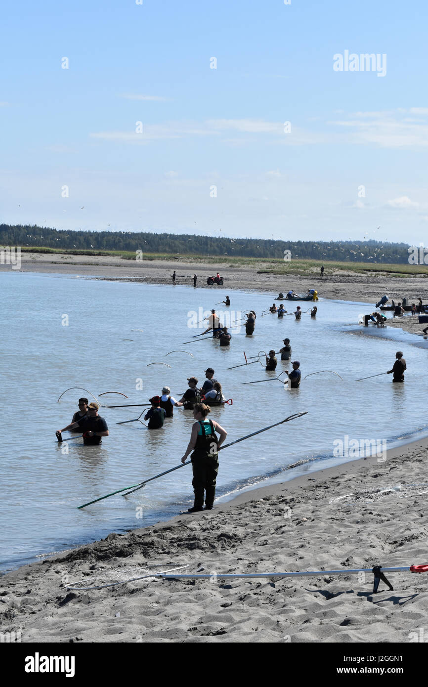 USA, Alaska, Kasilof River, dip netting for sockeye. July Stock