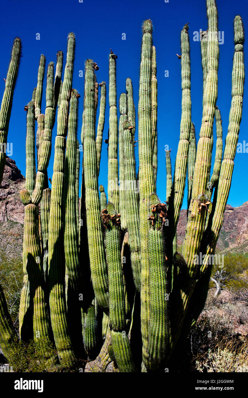 USA, Arizona, Organ Pipe Cactus National Monument, Sonoran Desert, Organ Pipe Cactus Specimen on the Ajo Mountain Drive (Large format sizes available) Stock Photo
