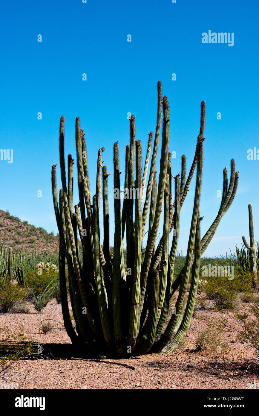 USA, Arizona, Organ Pipe Cactus National Monument, Sonoran Desert, Organ Pipe Cactus Specimen on the Ajo Mountain Drive (Large format sizes available) Stock Photo