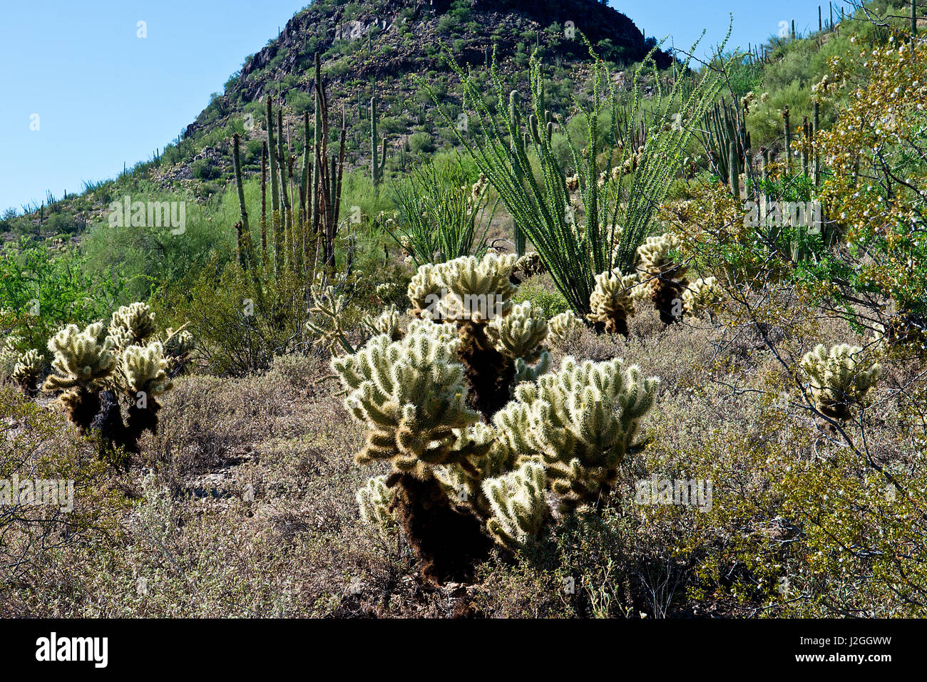 USA, Arizona, Organ Pipe Cactus National Monument, Sonoran Desert, Cholla Cactus Specimen on the Ajo Mountain Drive (Large format sizes available) Stock Photo