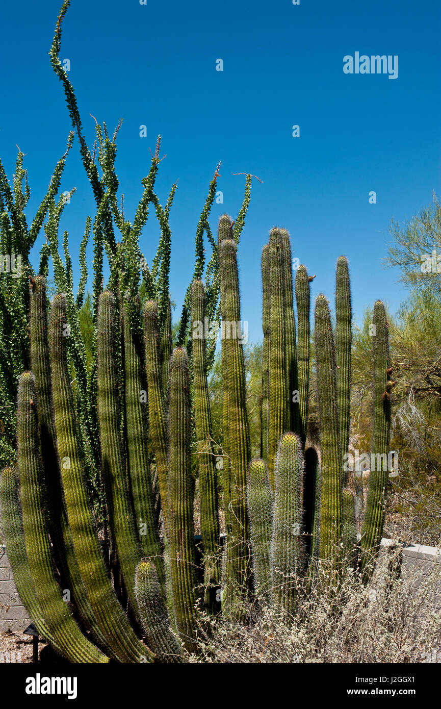 USA, Arizona, Organ Pipe Cactus National Monument, Sonoran Desert, Organ Pipe Cactus Specimen on the Ajo Mountain Drive Stock Photo