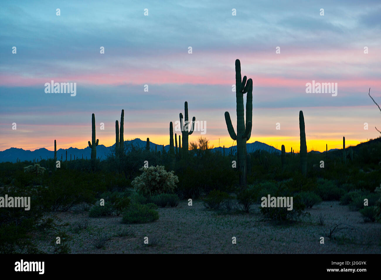 USA, Arizona, Organ Pipe Cactus National Monument. Along the North Puerto Blanco Drive, Saguaro Cactus, Bates Mountains at Sunset (Large format sizes available) Stock Photo