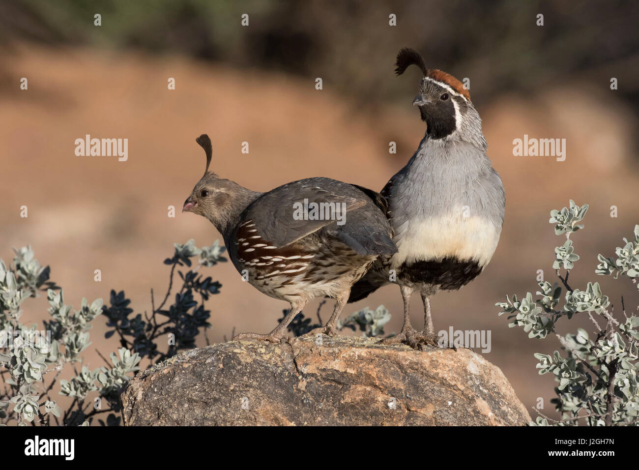 USA, Arizona, Amado. A pair of Gambel's quail on rock. Credit as: Wendy Kaveney / Jaynes Gallery / DanitaDelimont.com Stock Photo