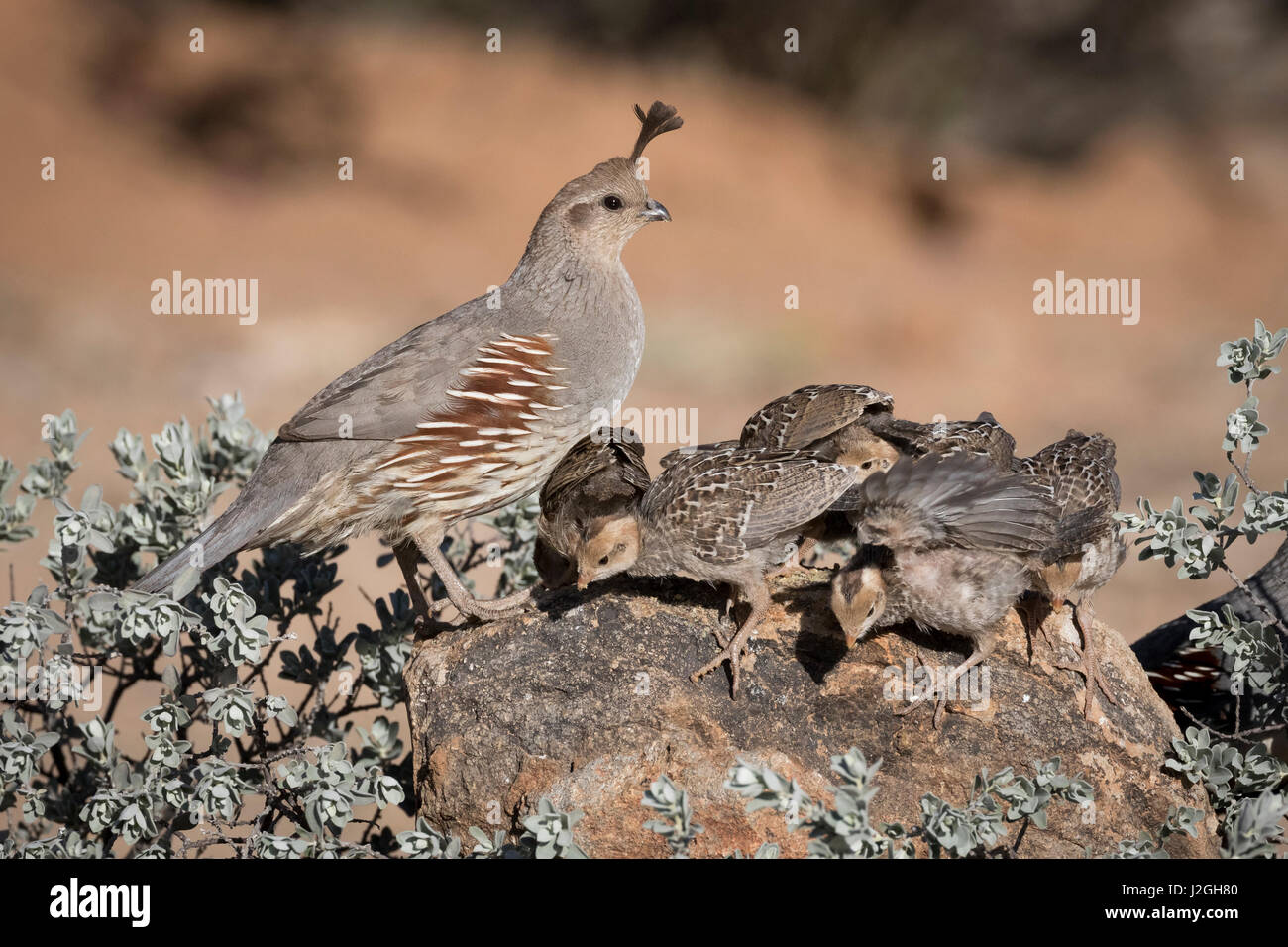 USA, Arizona, Amado. Female Gambel's quail with chicks. Credit as: Wendy Kaveney / Jaynes Gallery / DanitaDelimont.com Stock Photo