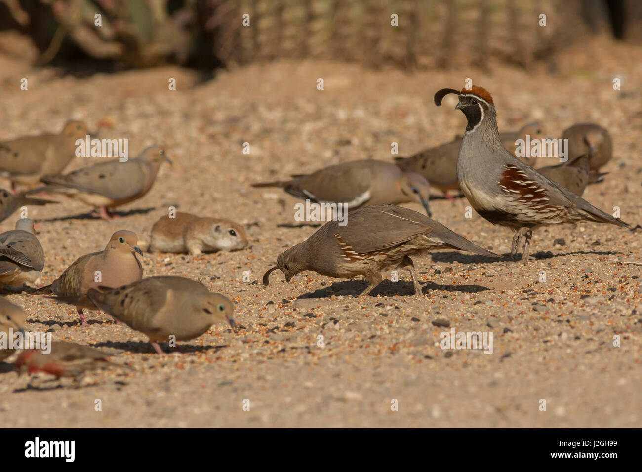 USA, Arizona, Sonoran Desert. Birds and roundtailed ground squirrel