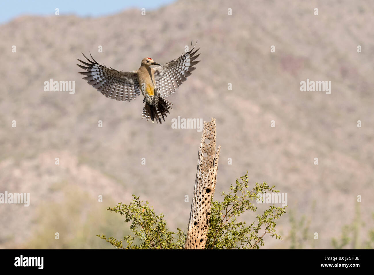 USA, Arizona, Buckeye. Male gila woodpecker landing on cholla skeleton. Credit as: Wendy Kaveney / Jaynes Gallery / DanitaDelimont.com Stock Photo