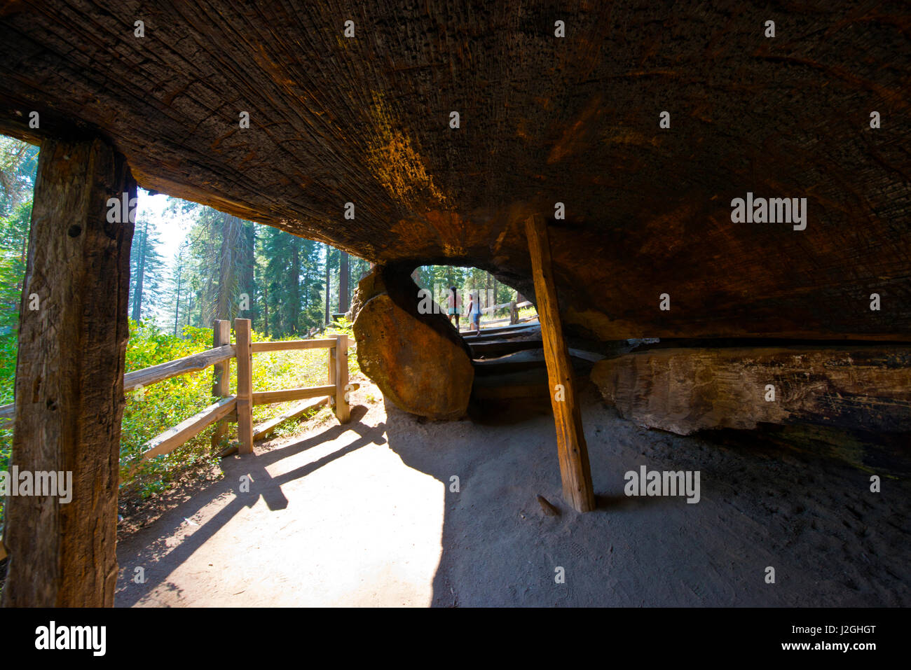 USA, California, Sequoia, Kings Canyon National Park, Grant Grove of Giant Sequoia, Tourists Standing in tunnel through fallen tree (Large format sizes available) Stock Photo