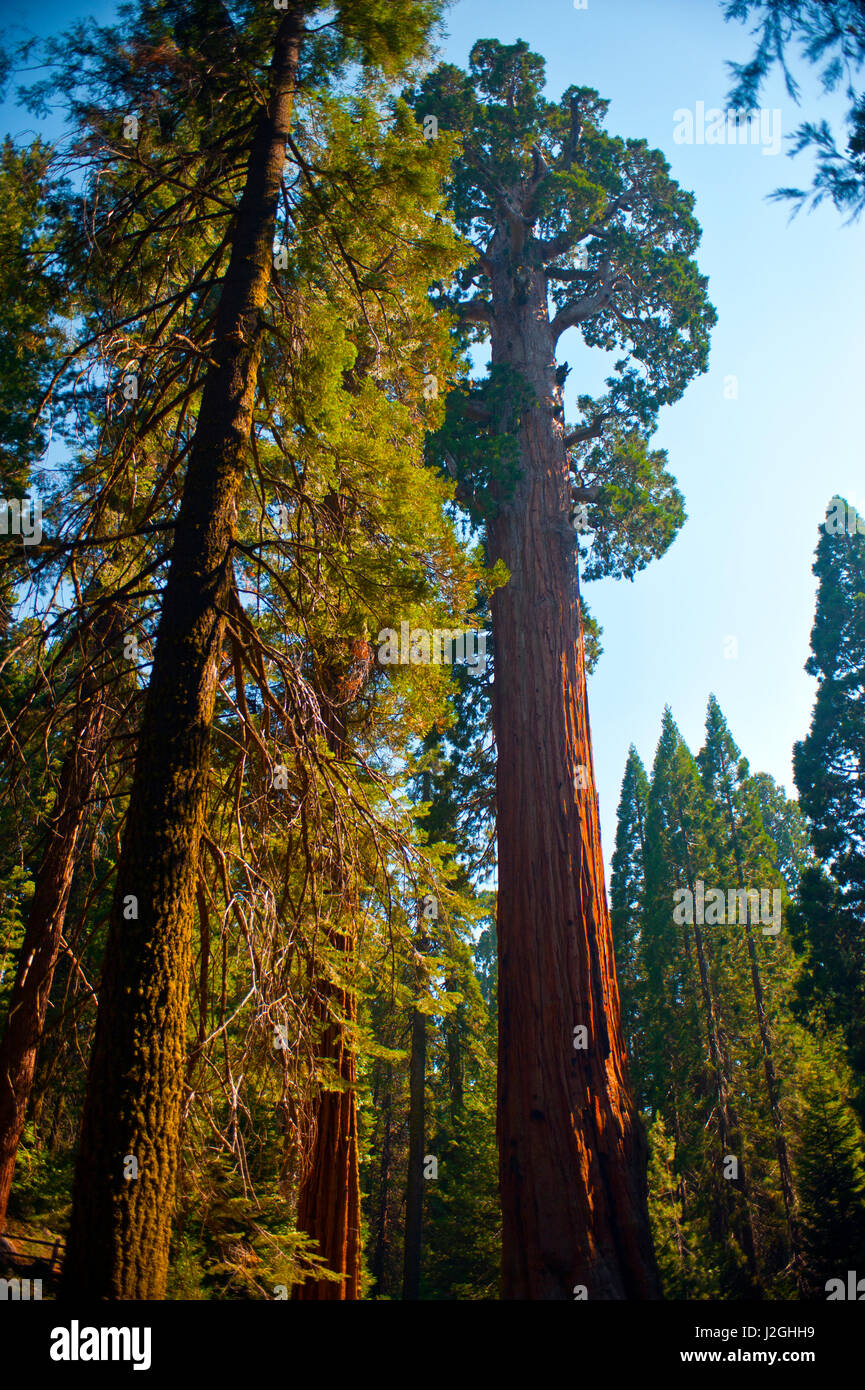 USA, California, Sequoia, Kings Canyon National Park, Grant Grove