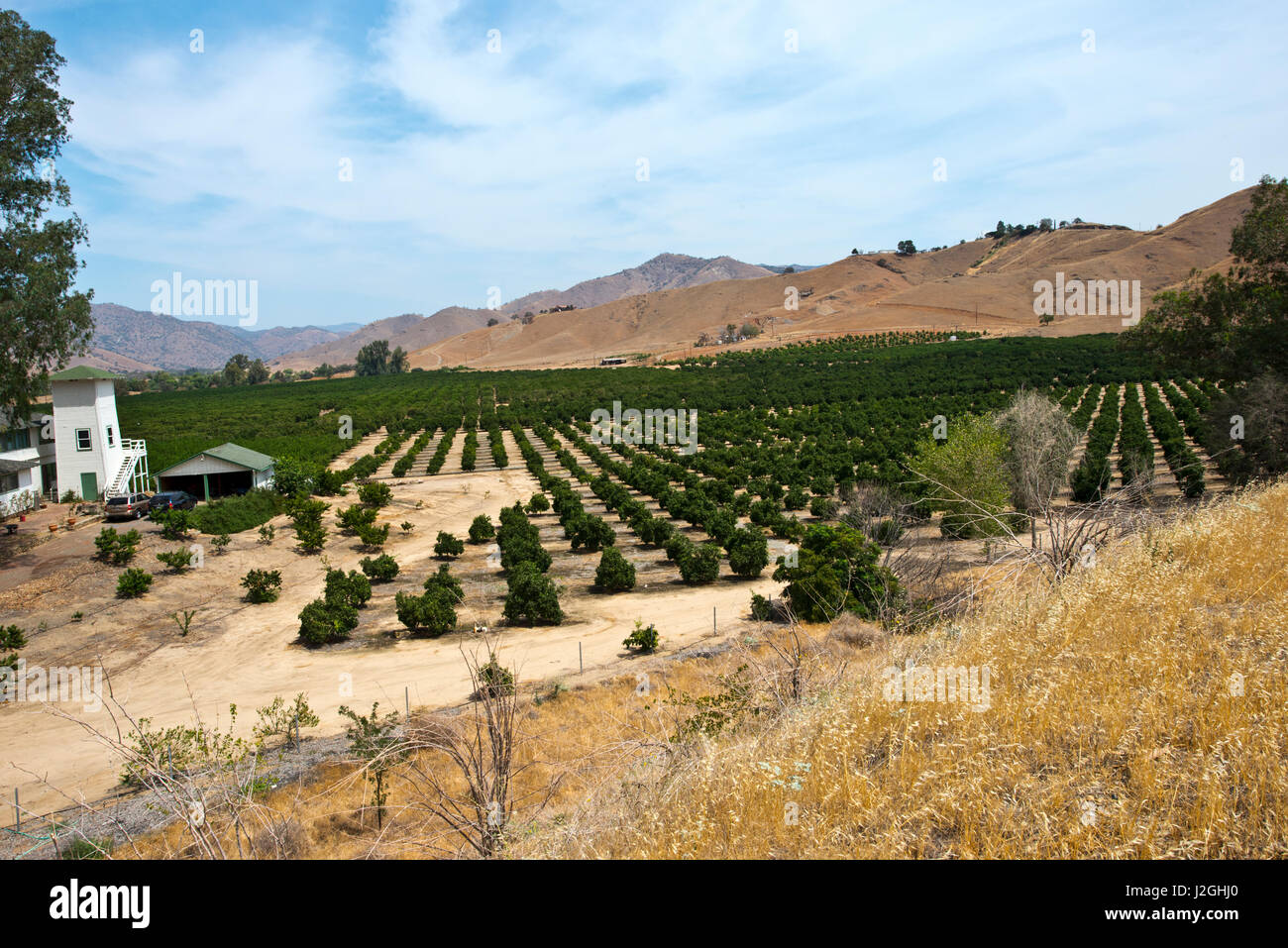 USA, California, Lemon Cove, Drought stricken lemon orchard (Large