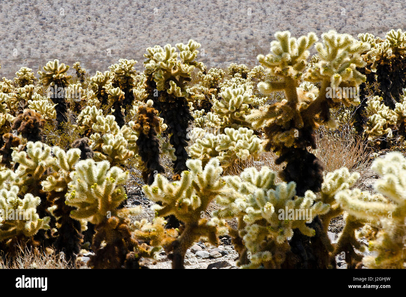 USA, California, Joshua Tree National Park, Cholla Cactus Garden in the Pinto Basin Stock Photo