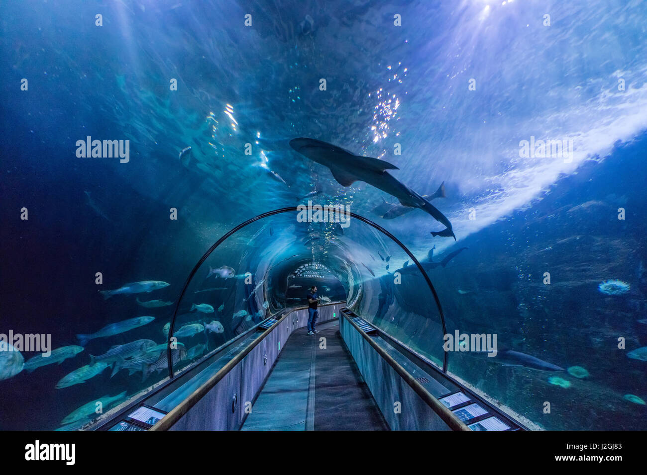 Aquarium of the Bay in San Francisco, California, USA (Large format sizes available) Stock Photo