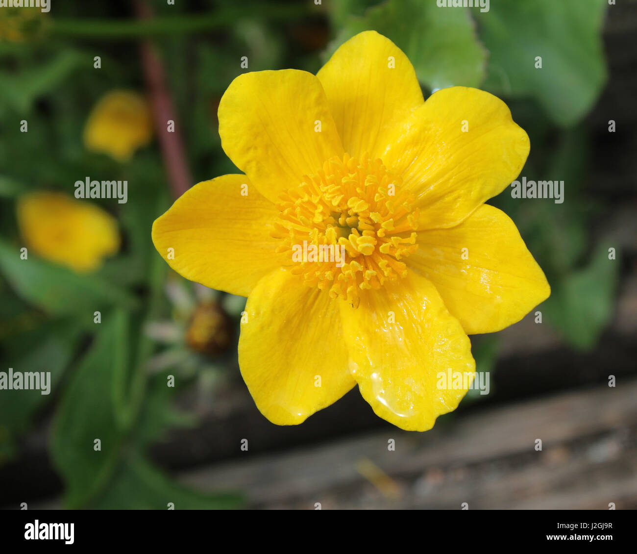The beautiful bright yellow flower of the water loving plant Caltha palustris. Also known as Marsh Marigold or King Cup. Stock Photo
