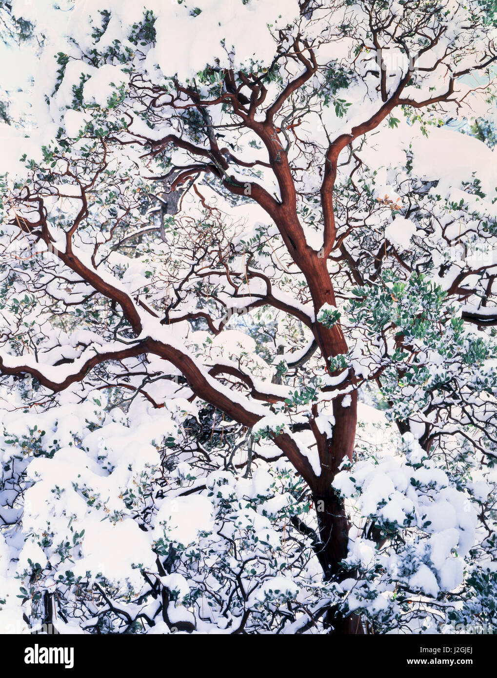 USA, California, Cleveland National Forest, A snow covered Manzanita (Arctostaphylos) Bush. (Large format sizes available) Stock Photo