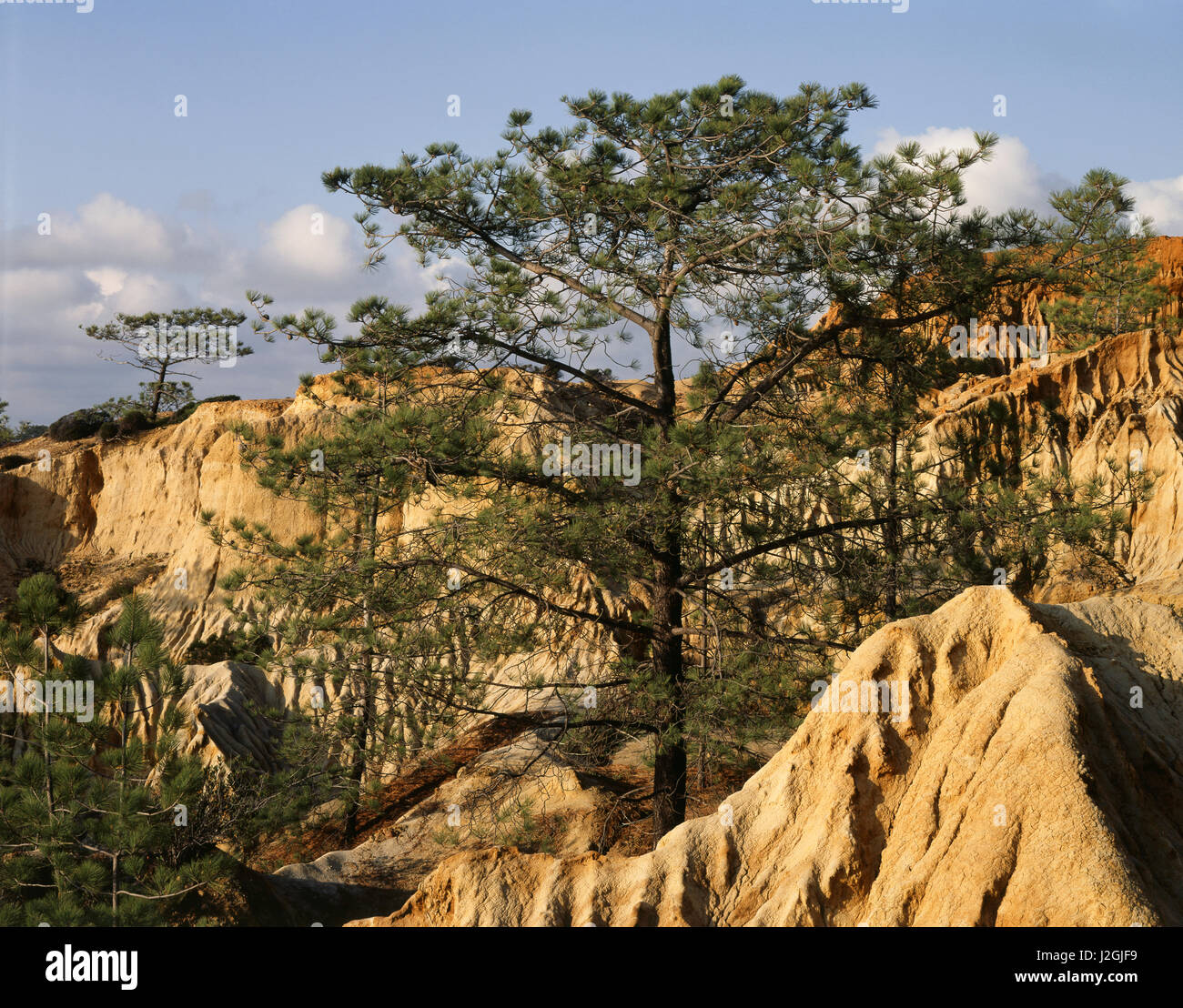 USA, California, San Diego, Torrey Pine Trees (Pinus torreyana) in Torrey Pines State Reserve