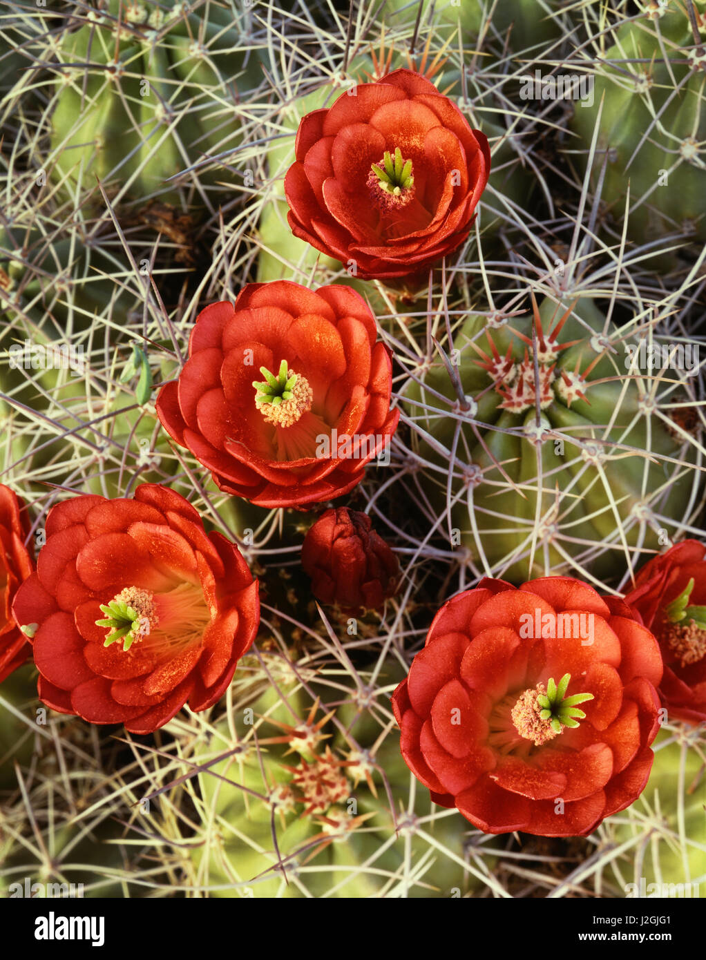 USA, California, Joshua Tree National Park, Claret Cup Cactus (Echinocereus triglochidiatus) wildflowers. (Large format sizes available) Stock Photo