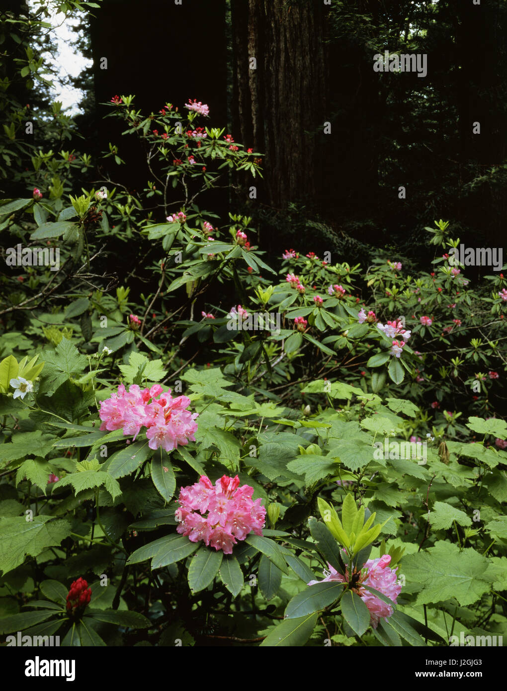 USA, California, Del Norte Coast Redwoods State Park, Rhododendron Flowers in an old growth redwood forest. (Large format sizes available) Stock Photo