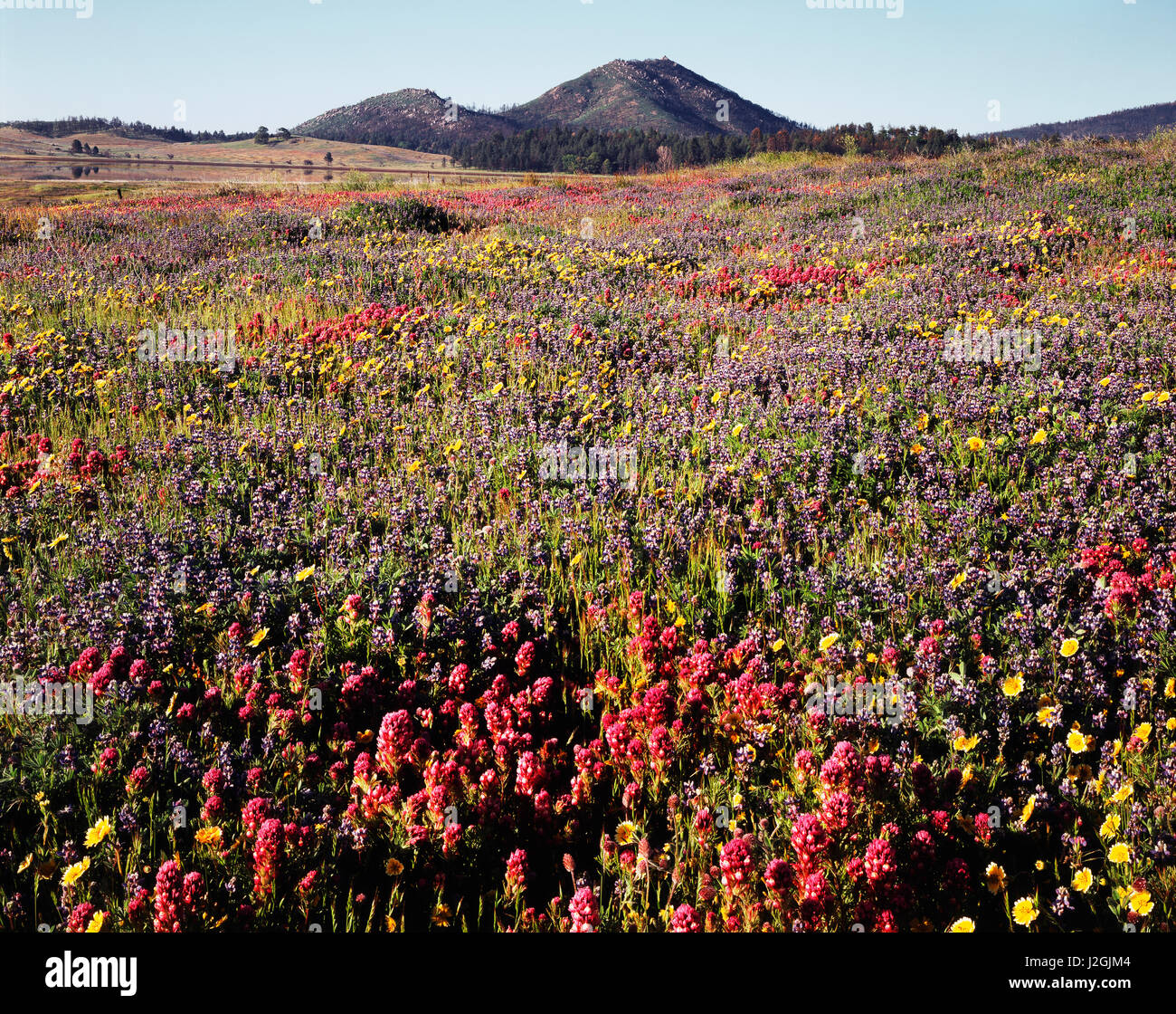 USA, California, Cleveland National Forest, A field of Owl's Clover (Castilleja exserta) and Lupine (Lupinus) wildflowers after the massive Cedar Wildfire and torrential rains. (Large format sizes available) Stock Photo