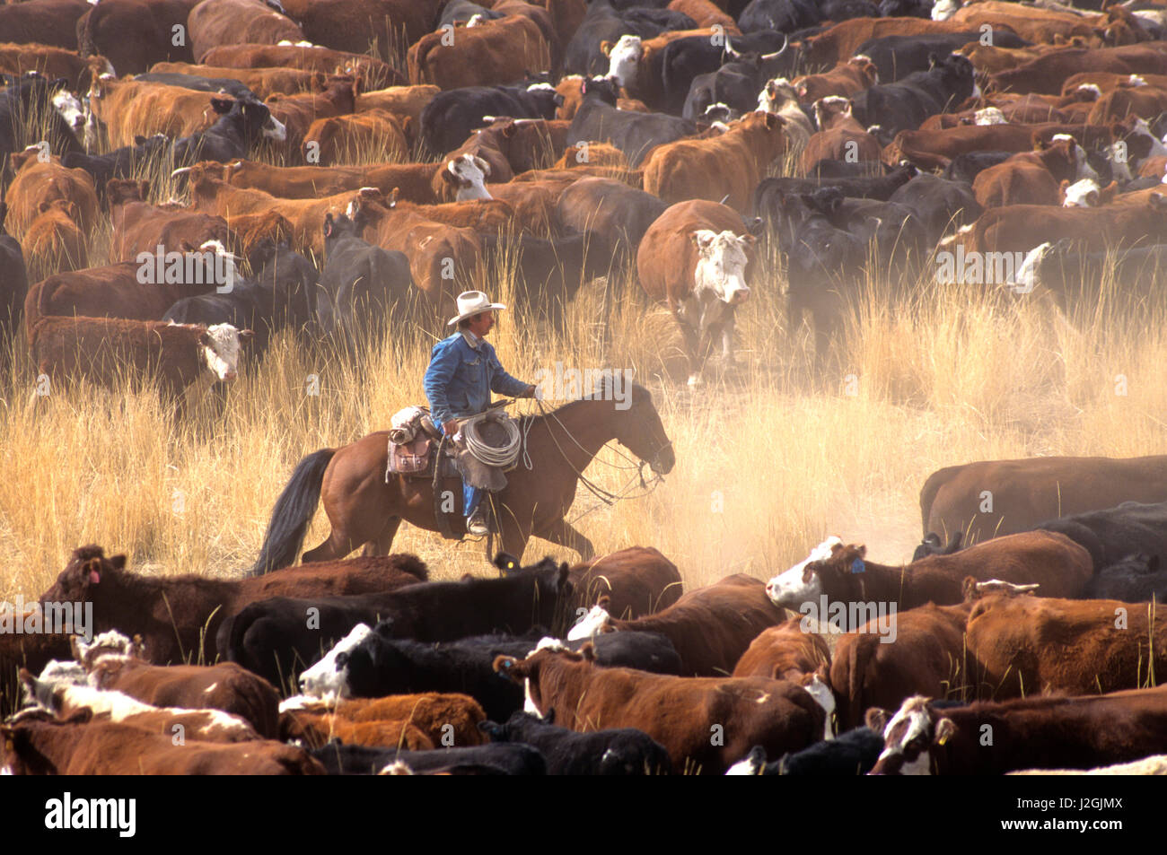Cowboy on cutting horse hi-res stock photography and images - Alamy
