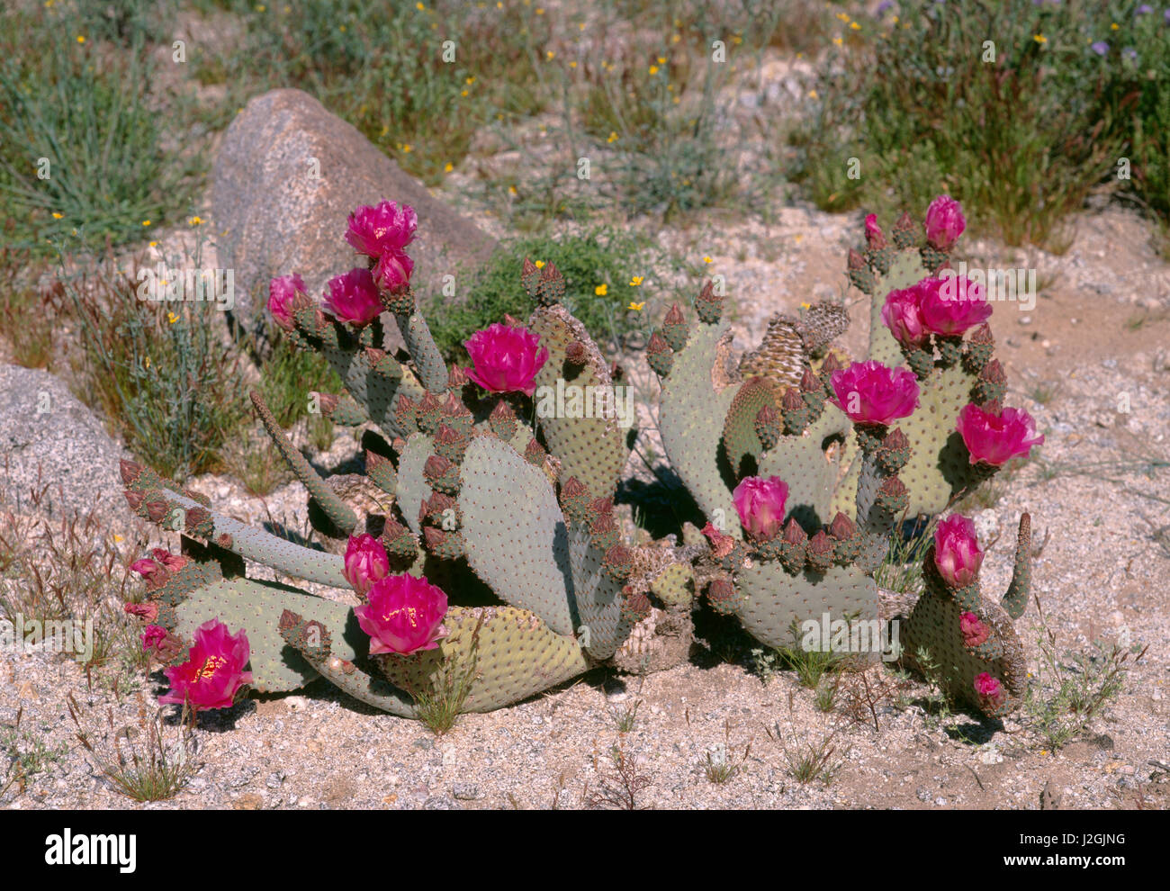 USA, California, Anza Borrego Desert State Park, Beavertail cactus (Opuntia basilaris) in bloom. (Large format sizes available) Stock Photo