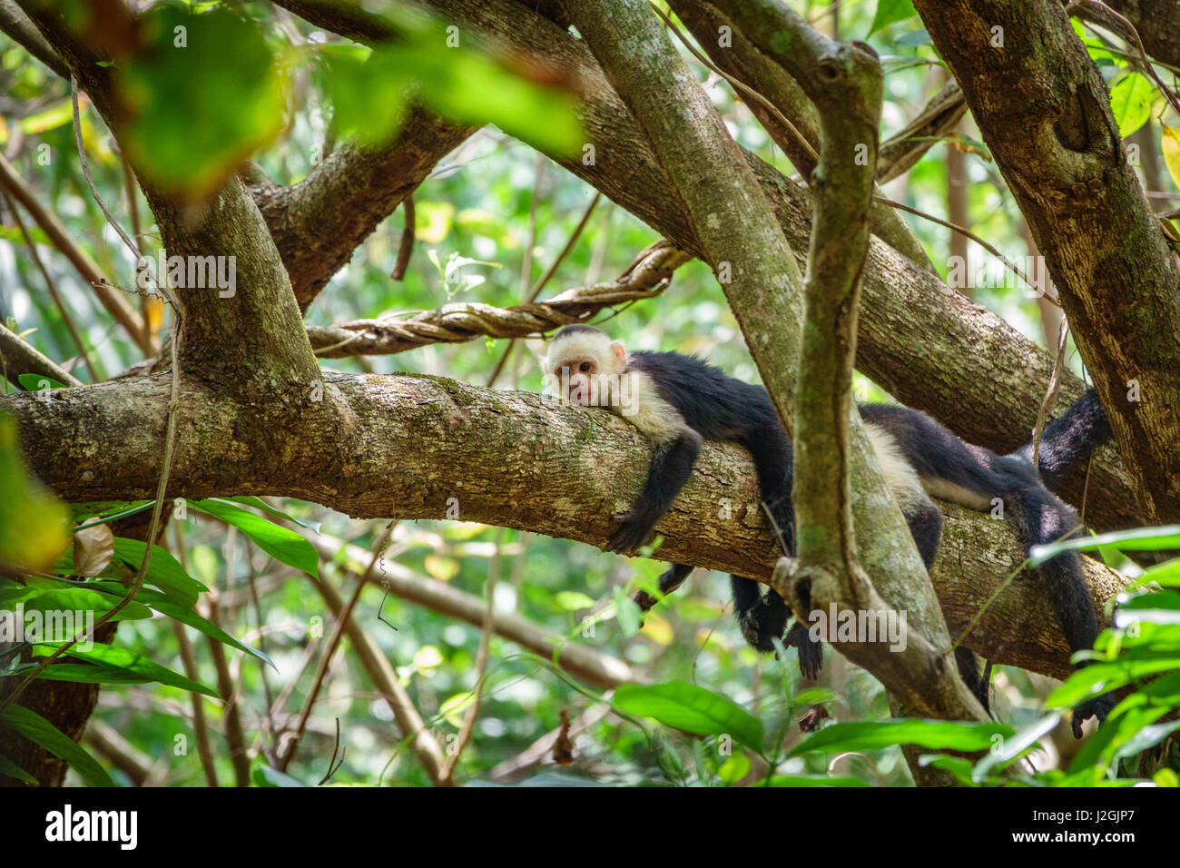 A pair of white faced capuchins on a branch, Costa Rica. Stock Photo