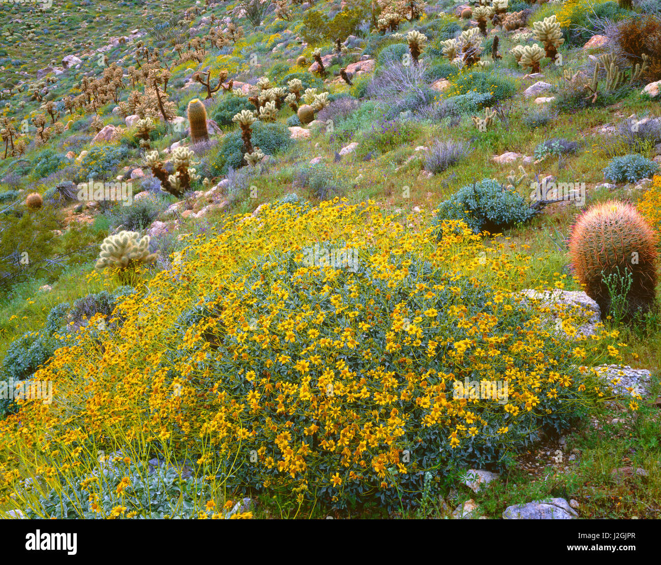 USA, California, Anza Borrego Desert State Park, Brittlebush blooms among barrel cactus and teddybear cholla in Mason Valley. (Large format sizes available) Stock Photo