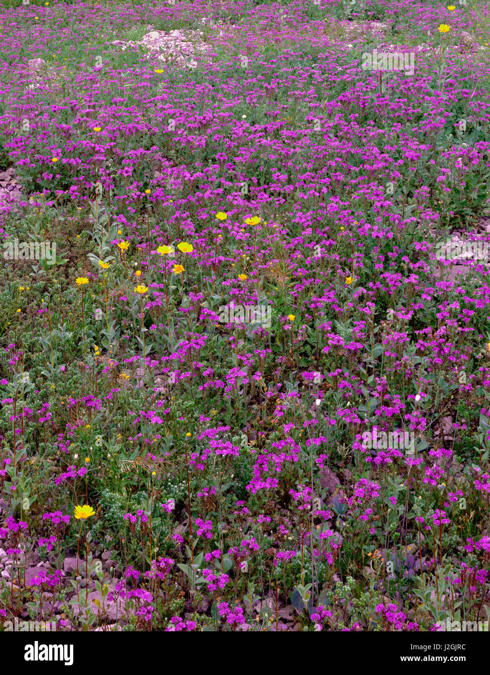 USA, California, Death Valley National Park, Notch-leaf phacelia (Phacelia crenulata) and desert sunflower (Geraea canescens) bloom on the valley floor in the Furnace Creek area. (Large format sizes available) Stock Photo