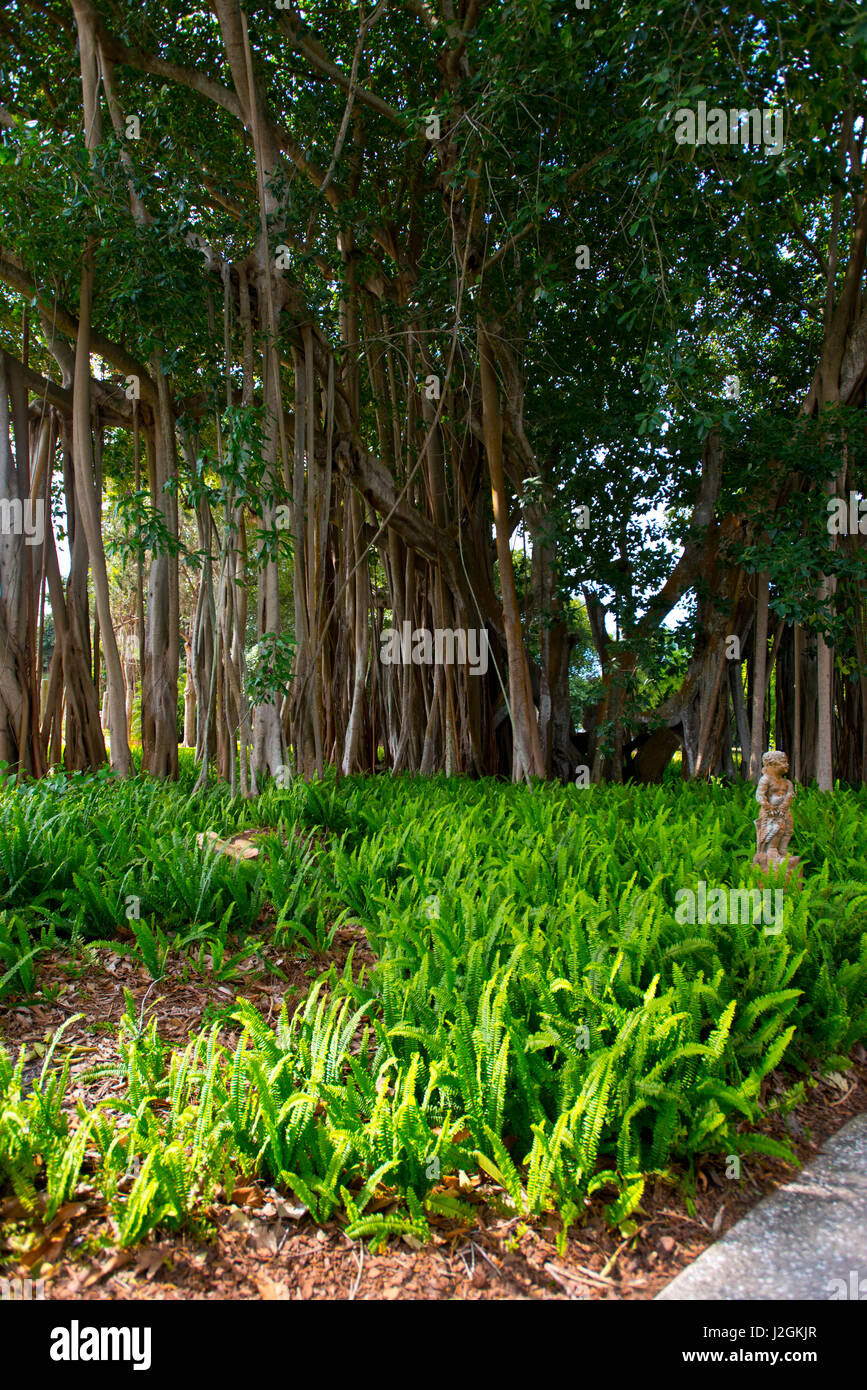 USA, Florida, Sarasota, Ringling Estate Grounds, Ferns and Banyan Tree