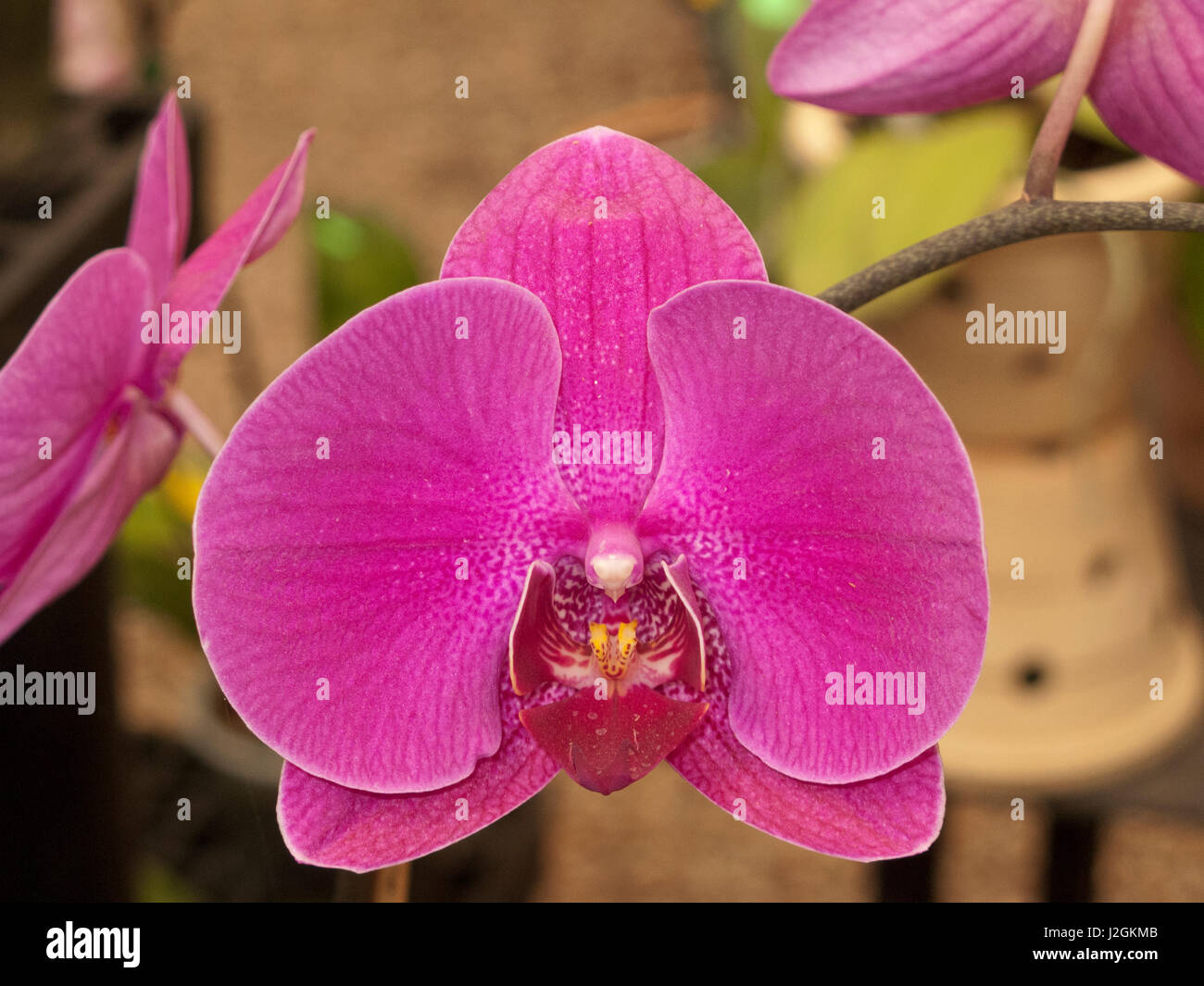 USA, Florida, Sarasota, Selby Gardens, Orchid Stock Photo Alamy