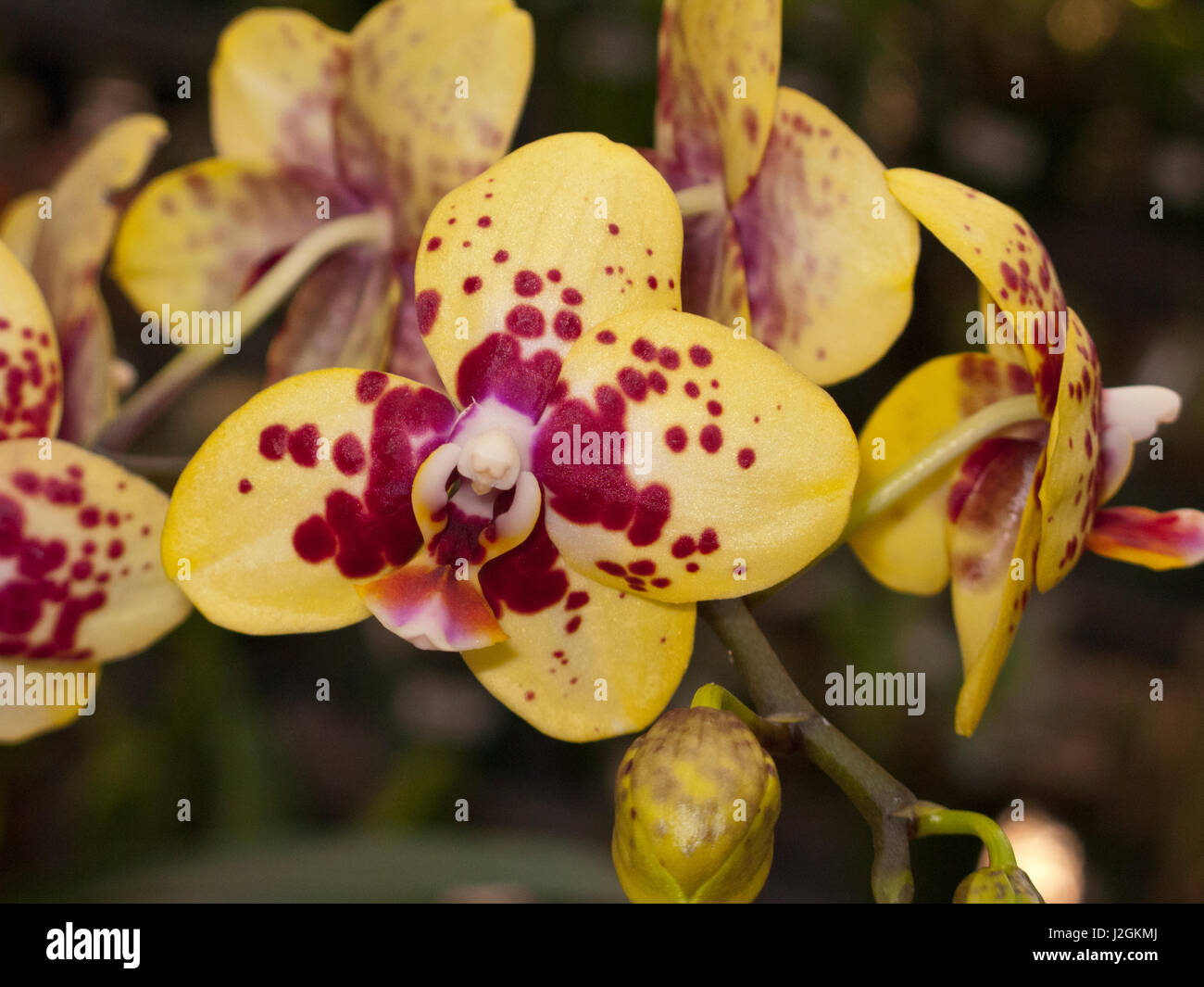 USA, Florida, Sarasota, Selby Gardens, Orchid Stock Photo Alamy
