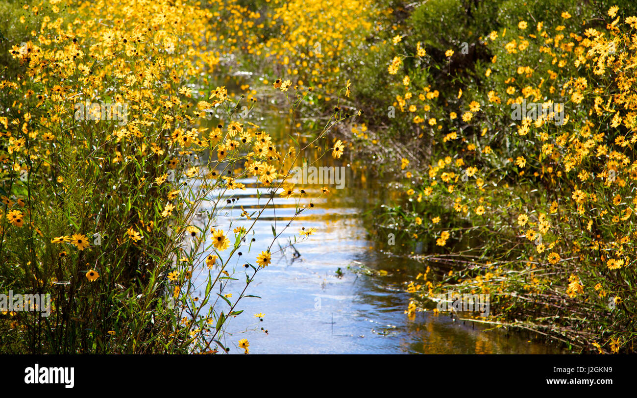 Swamp sunflower hires stock photography and images Alamy