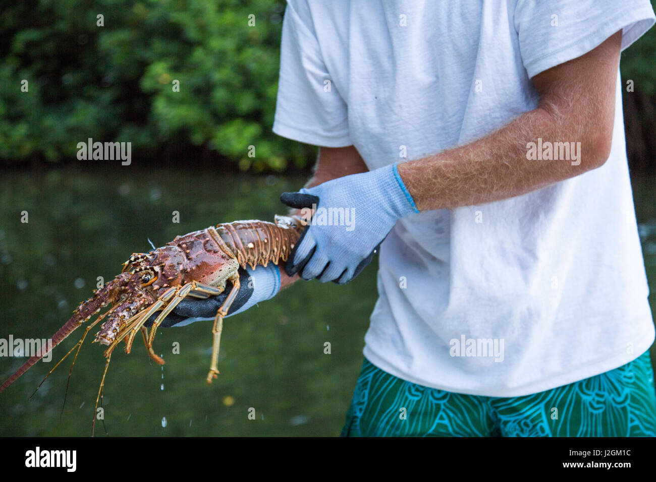 A man unloads freshly caught spiny lobster during the regular season for  harvesting Florida lobster in the lower Florida Keys Stock Photo - Alamy