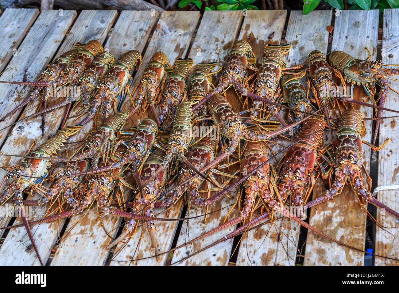 Fresh spiny lobster lined up on dock in the Florida Keys Stock Photo