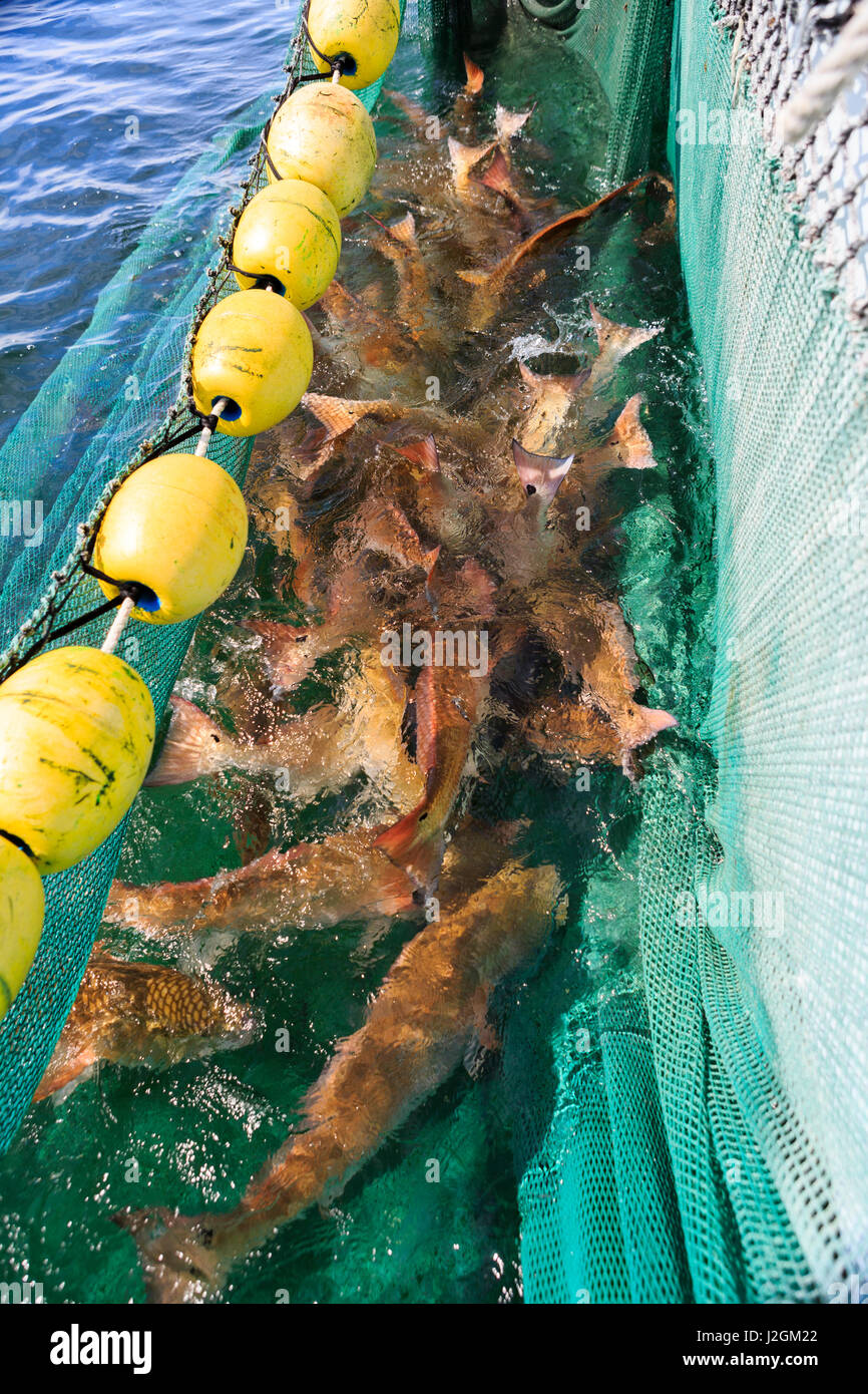 Large Red drum await scientists who will sample and live-release them as part of a longitudinal study of red drum populations off the Florida coast. Stock Photo