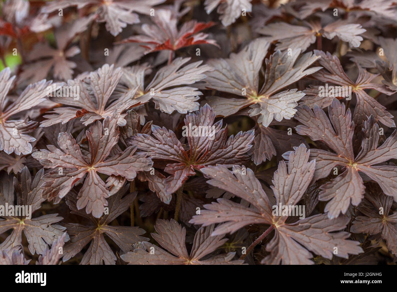 Leaves Geranium maculatum 'Elizabeth Ann' Stock Photo