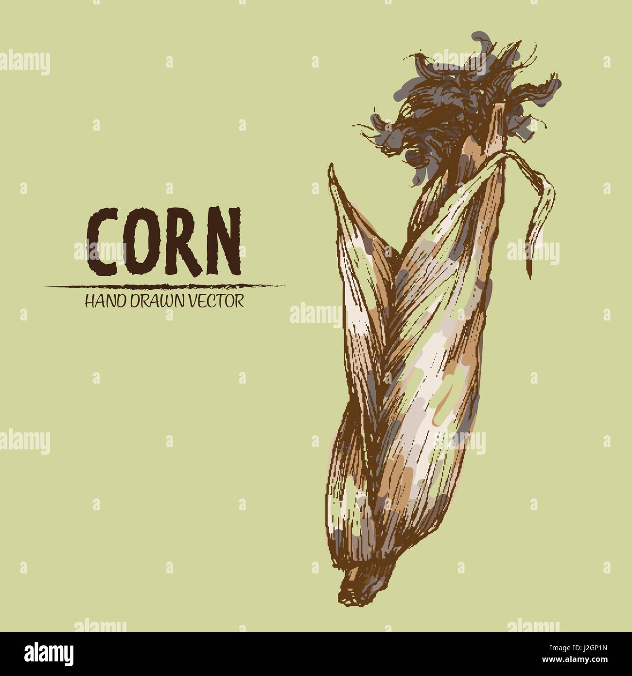 Digital vector color detailed corn hand drawn retro illustration ...