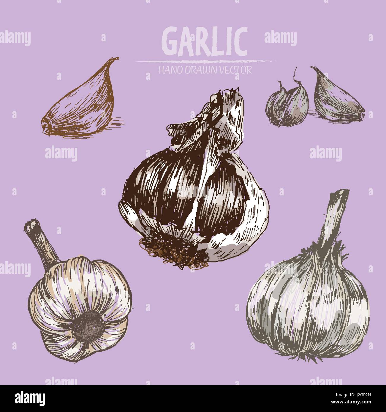 Digital vector color detailed garlic hand drawn retro illustration ...