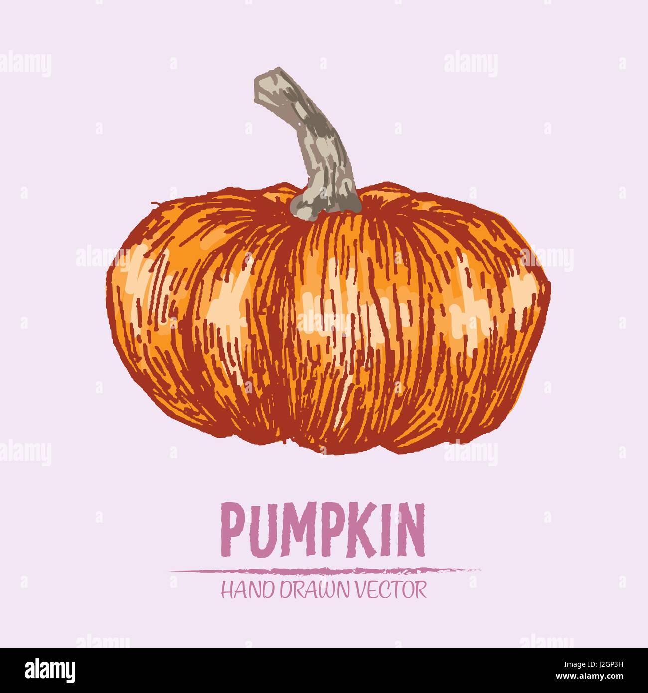 Digital vector color detailed pumpkin hand drawn retro illustration ...