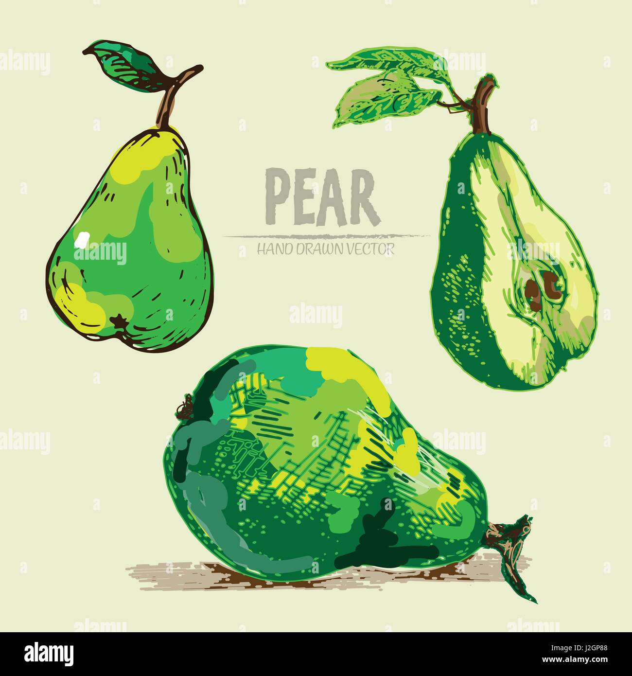 Pear Drawing Color Digital vector detailed color pear hand drawn retro illustration ...