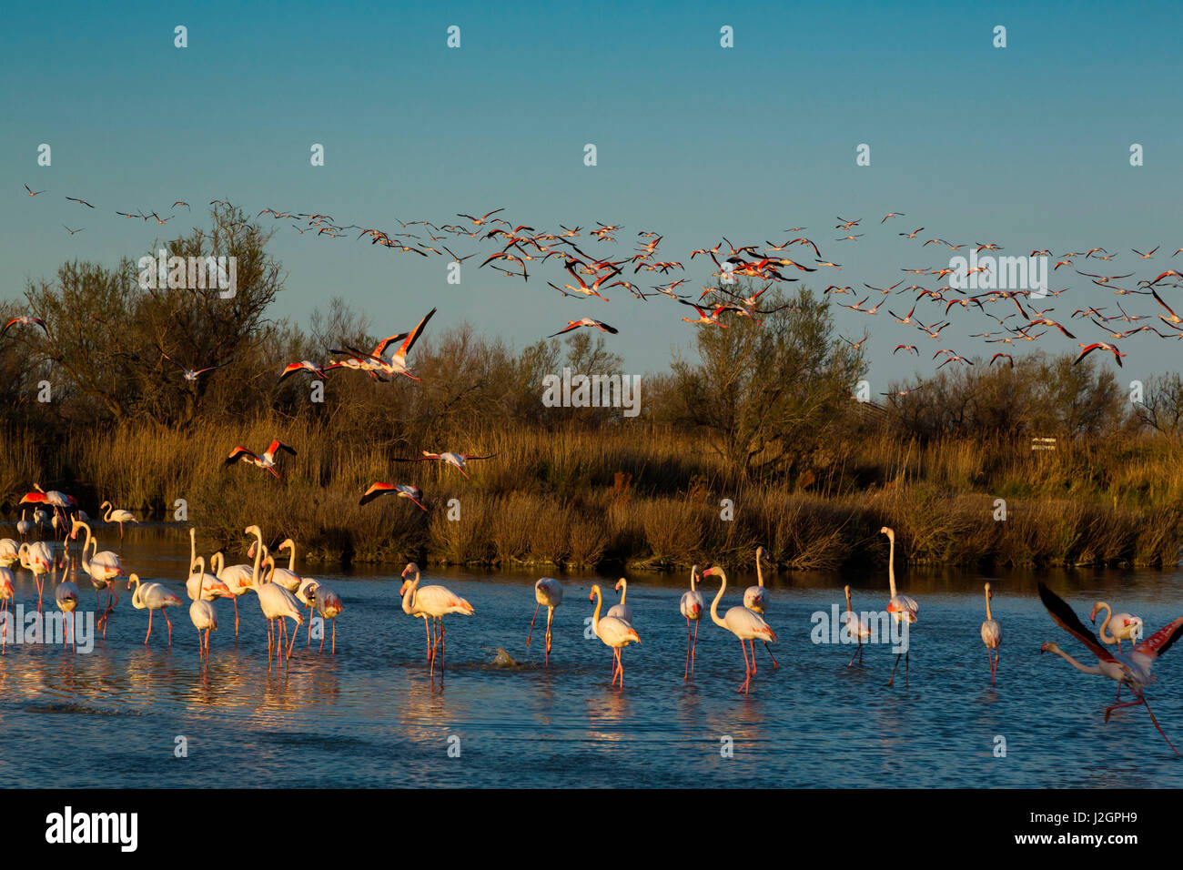 Greater Flamingos, Phoenicopterus roseus,Pont De Gau,Camargue, France Stock Photo