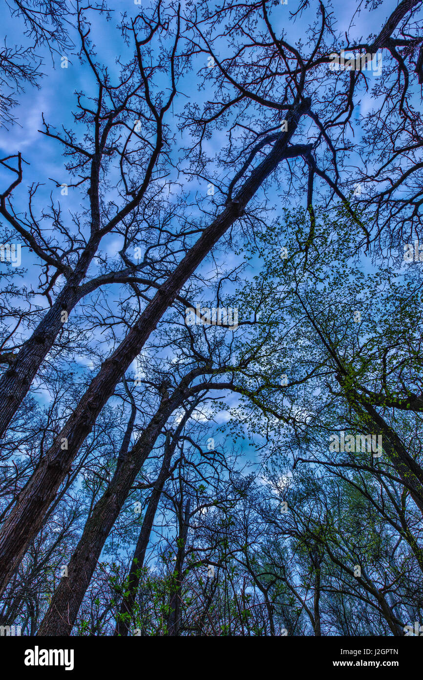 Oak trees, in the York Woods Count Forest Preserve in Oak Brook