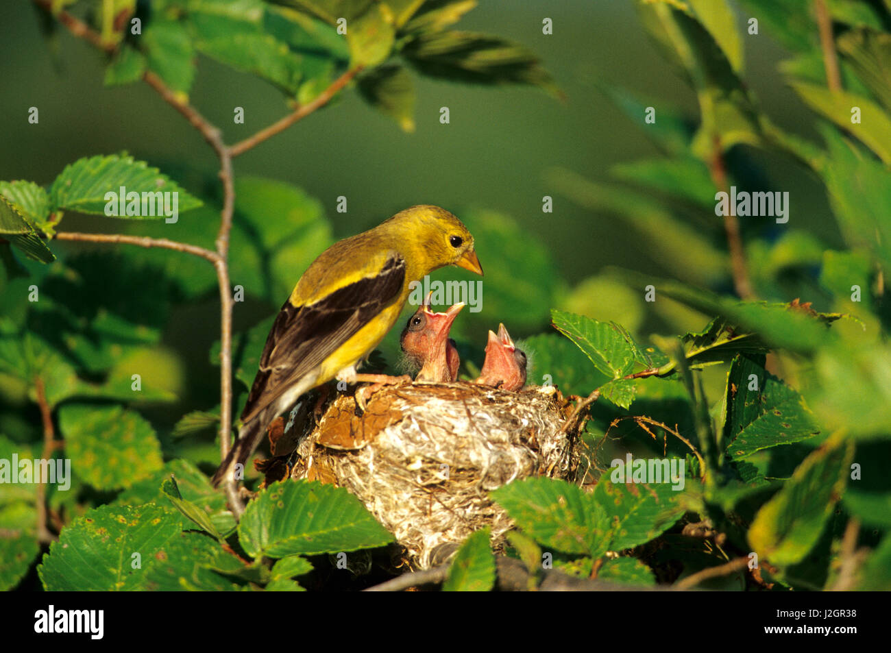 American Goldfinch (Carduelis Tristis) female with nestlings at nest, Marion, IL Stock Photo