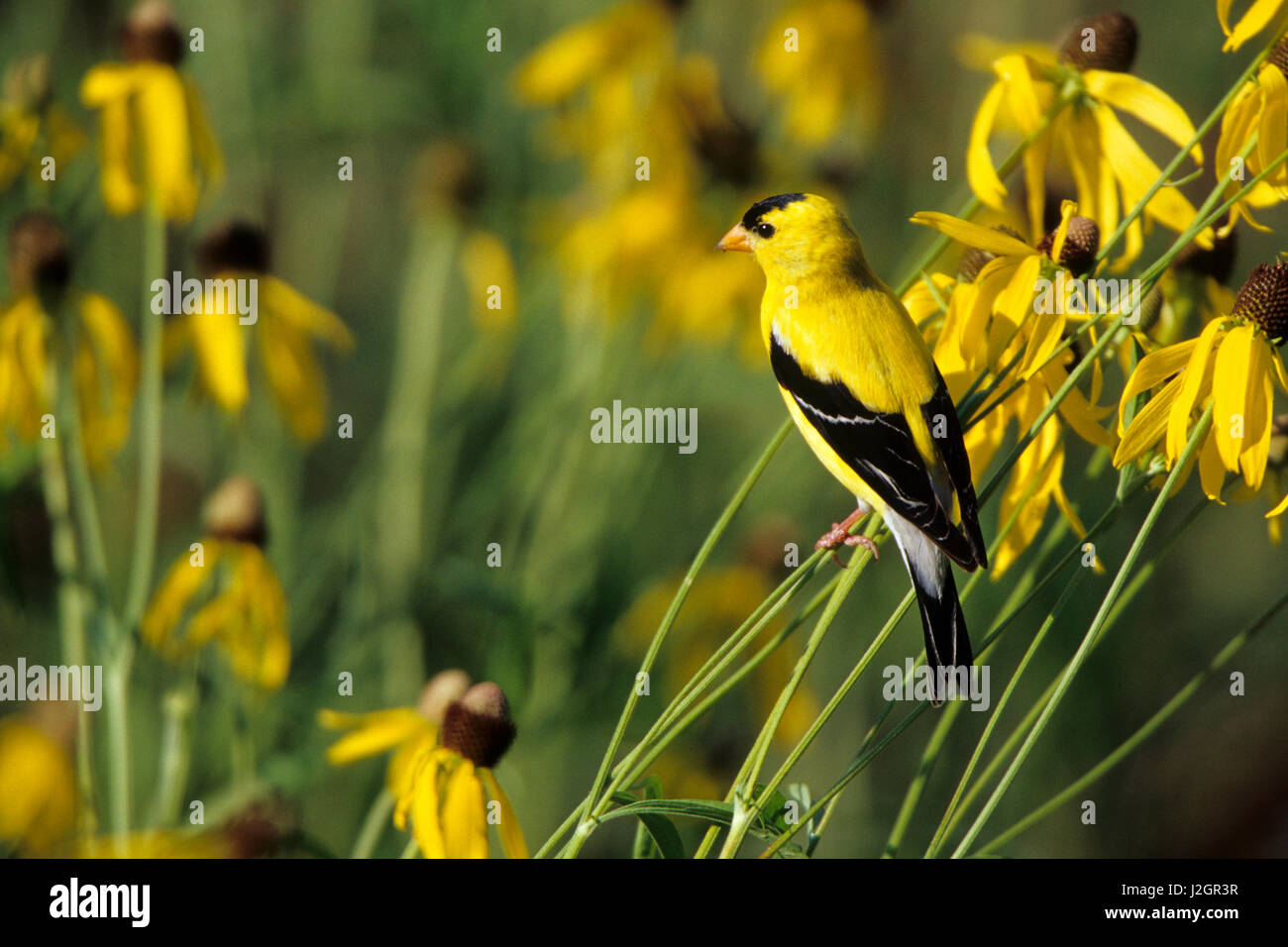 American Goldfinch (Carduelis Tristis) male on Gray-headed Coneflowers
