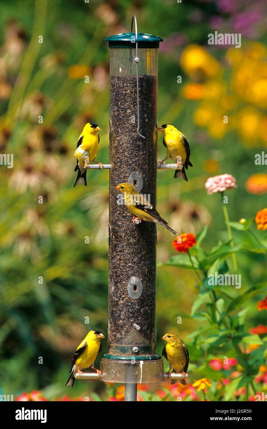 American Goldfinches (Carduelis Tristis) at near feeder in flower garden, Marion, IL Stock Photo