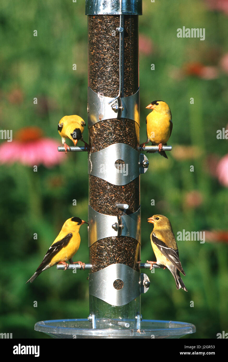 American Goldfinches (Carduelis Tristis) males and female on thistle tube feeder, Marion, IL Stock Photo