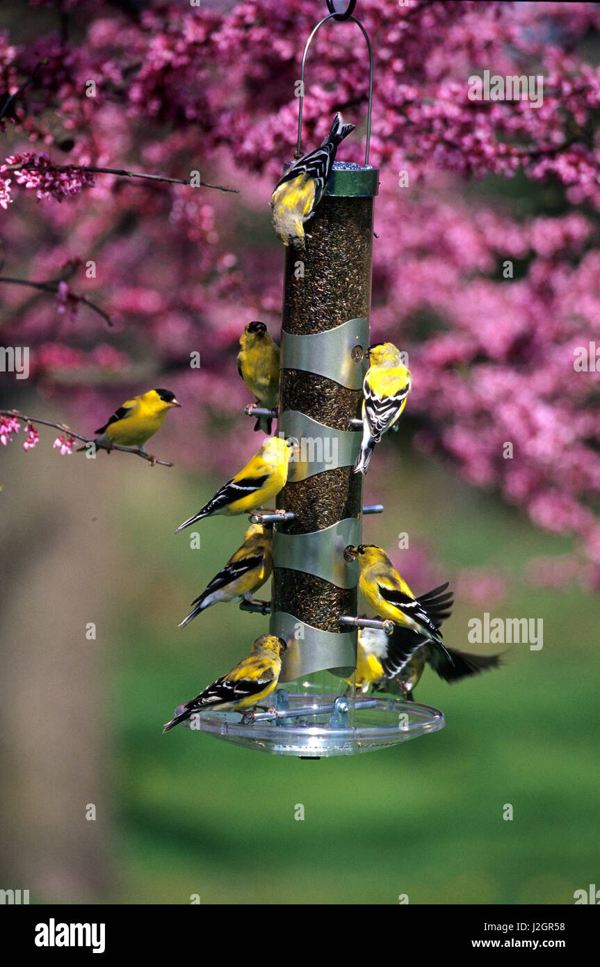 thistle tube bird feeder