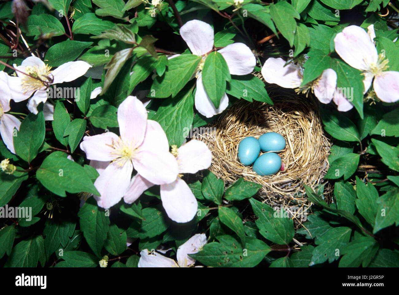 American Robin (Turdus migratorius) nest with 3 eggs in Pink Perfection Clematis (Clematis montana 'Pink Perfection'), IL Stock Photo